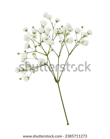 Twig of gypsophila flowers isolated on white Royalty-Free Stock Photo #2385711273