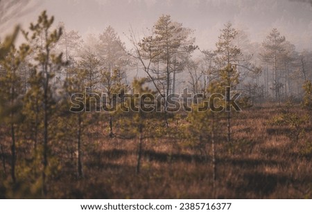 Misty Bog Landscape in Latvia. Vintage Style Photo