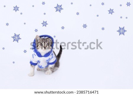Lovely tiny kitten. Beautiful web banner with copy space. Kitten wearing white blue hooded sweater on a white background. Pet care concept. Tiny Kitten looks at the camera. Starry sky. Snowflake