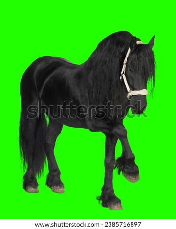 Friesian horse trotting on meadow on green screen background Friesian horse standing on meadow Friesian horse in front of cart 