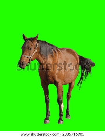 Standardbred horse conformation shot purebred standardbred horse dark brown in color four legged animal used for harness racing green screen background