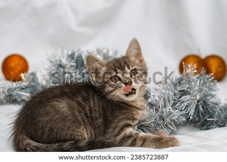 A small gray tabby beautiful kitten plays in silver Christmas tree tinsel and Christmas tree toys. Christmas decoration concept.
