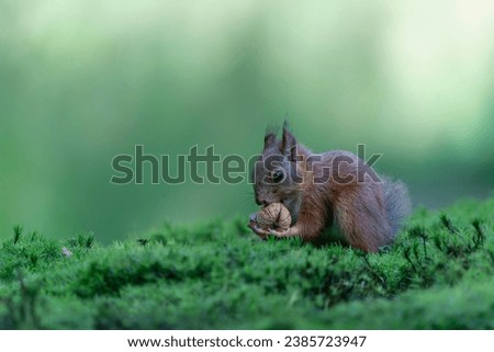  Hungry Eurasian red squirrel (Sciurus vulgaris) eating a nut in the forest of Noord Brabant in the Netherlands.	                                                                   