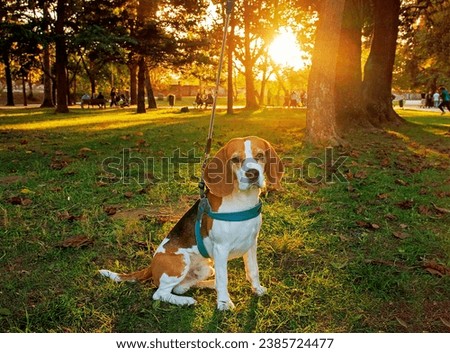 Beautiful beagle dog in autumn scene into the park