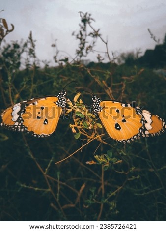 two ethereal butterflies gracefully rest side by side. Their delicate wings, adorned with intricate patterns and vibrant colors, create a mesmerizing visual symphony. The soft, natural background  Royalty-Free Stock Photo #2385726421
