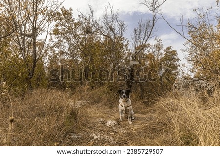 Cute, happy white and black dog sitting on cross path in the woods in front of empty hiking sign. 