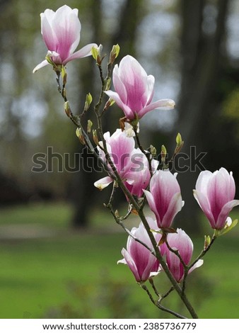 magnolia tree blossoms in springtime with blue sky. tender pink flowers bathing in sunlight. warm April weather. Blooming magnolia tree in spring on pastel bokeh blue sky and pink background