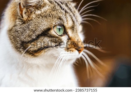 Homeless animals seek shelter. Surviving cat wander street of village,old town. Stray, abandoned creatures. Sad, lonely,helpless pets cats need rescue care. Desperate hope for home finding. Royalty-Free Stock Photo #2385737155