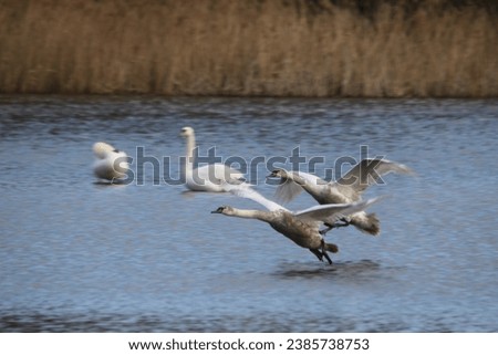A view of a Mute Swan in flight over Venus Pool in Shropshire