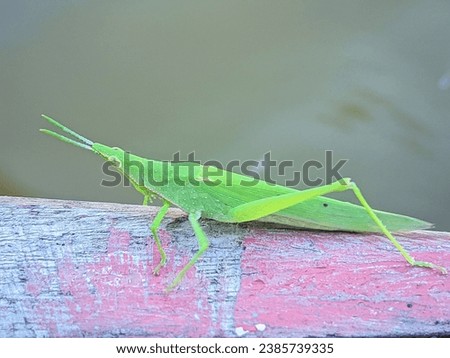A green grasshopper on a wood surface
