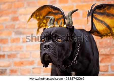 Black Cane Corso dog in a dragon costume with wings and horns on the background of a brick wall. Halloween concept. An impressive, vivid image of Dracula, a fairy-tale character.