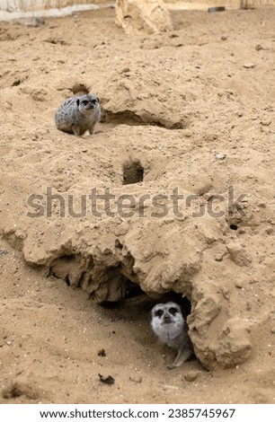 Gophers in wildlife among the grass near the holes. Gopher sits near a hole on a sunny summer day. Wild animals in their natural habitat.
