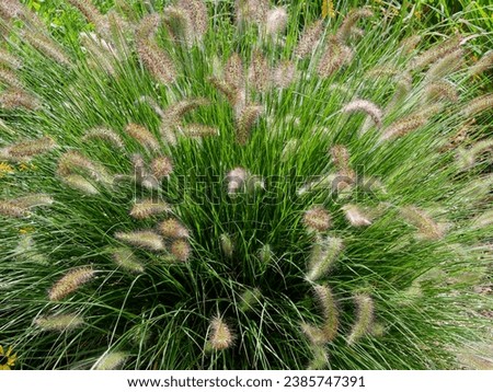 (Pennisetum alopecuroides) Chinese fountaingrass or dwarf fontain grass, climbing grass on long graceful stems with pink-white to brownish flowers in spikes and basal long dark-green  foliage Royalty-Free Stock Photo #2385747391