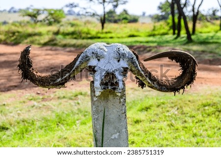 Skull of buffalo on pillar at Serengeti national park, Tanzania