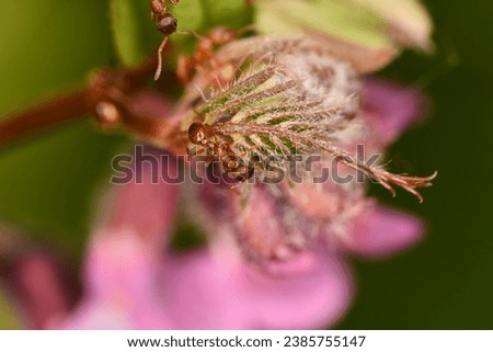 Macro photography of a ant on a flower