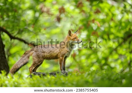 Red fox from a side standing in a deciduous forest in a fairy tale stylish photo. Cute animal theme.