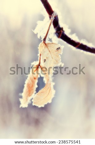 Branch with withered leaves are covered with white frost. Abstract background