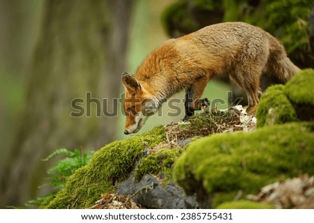 Sniffing red fox on the rocks in the green forest.