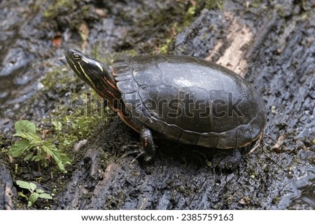 Male Eastern Painted Turtle on wet log closeup