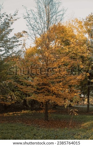 Autumn picture of a tree with colorful leaves in park. Red, orange, yellow and brown leaves on the tree and on the ground in the grass. Vertical photo. 