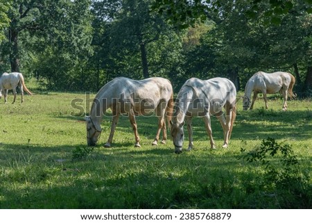 The Lipizzan, or Lipizzaner is a breed of horse originating from Lipica in Slovenia. Established in 1580, the Lipica stud farm is the world's oldest continuously operating stud farm. Royalty-Free Stock Photo #2385768879