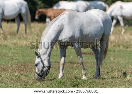 The Lipizzan, or Lipizzaner is a breed of horse originating from Lipica in Slovenia. Established in 1580, the Lipica stud farm is the world's oldest continuously operating stud farm. Royalty-Free Stock Photo #2385768881