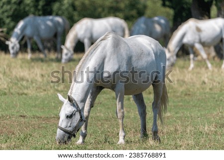 The Lipizzan, or Lipizzaner is a breed of horse originating from Lipica in Slovenia. Established in 1580, the Lipica stud farm is the world's oldest continuously operating stud farm. Royalty-Free Stock Photo #2385768891