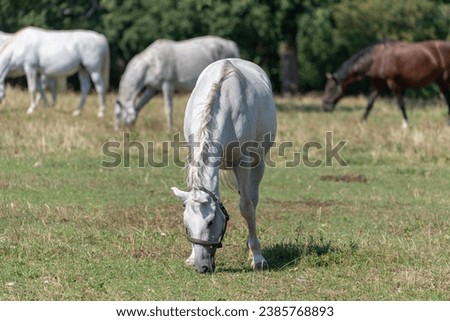 The Lipizzan, or Lipizzaner is a breed of horse originating from Lipica in Slovenia. Established in 1580, the Lipica stud farm is the world's oldest continuously operating stud farm. Royalty-Free Stock Photo #2385768893