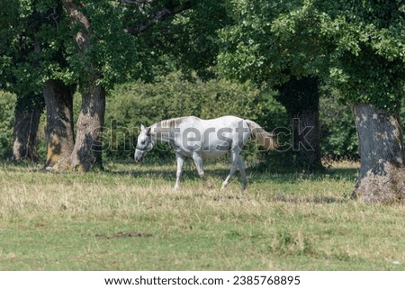 The Lipizzan, or Lipizzaner is a breed of horse originating from Lipica in Slovenia. Established in 1580, the Lipica stud farm is the world's oldest continuously operating stud farm. Royalty-Free Stock Photo #2385768895