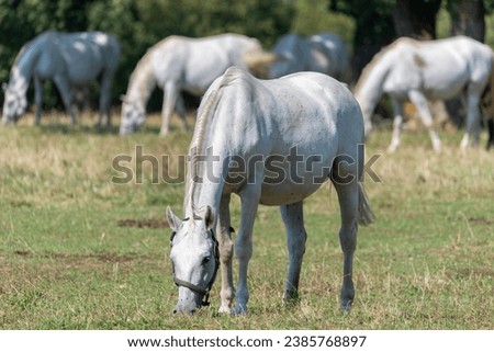 The Lipizzan, or Lipizzaner is a breed of horse originating from Lipica in Slovenia. Established in 1580, the Lipica stud farm is the world's oldest continuously operating stud farm. Royalty-Free Stock Photo #2385768897