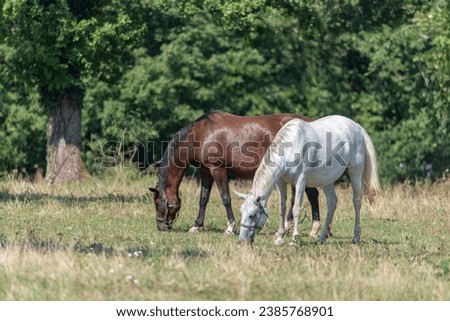 The Lipizzan, or Lipizzaner is a breed of horse originating from Lipica in Slovenia. Established in 1580, the Lipica stud farm is the world's oldest continuously operating stud farm. Royalty-Free Stock Photo #2385768901