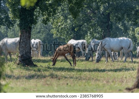 The Lipizzan, or Lipizzaner is a breed of horse originating from Lipica in Slovenia. Established in 1580, the Lipica stud farm is the world's oldest continuously operating stud farm. Royalty-Free Stock Photo #2385768905