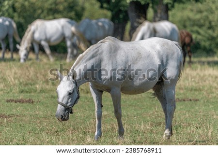 The Lipizzan, or Lipizzaner is a breed of horse originating from Lipica in Slovenia. Established in 1580, the Lipica stud farm is the world's oldest continuously operating stud farm. Royalty-Free Stock Photo #2385768911