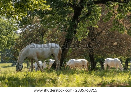 The Lipizzan, or Lipizzaner is a breed of horse originating from Lipica in Slovenia. Established in 1580, the Lipica stud farm is the world's oldest continuously operating stud farm. Royalty-Free Stock Photo #2385768915