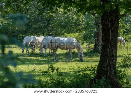 The Lipizzan, or Lipizzaner is a breed of horse originating from Lipica in Slovenia. Established in 1580, the Lipica stud farm is the world's oldest continuously operating stud farm. Royalty-Free Stock Photo #2385768923