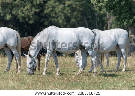 The Lipizzan, or Lipizzaner is a breed of horse originating from Lipica in Slovenia. Established in 1580, the Lipica stud farm is the world's oldest continuously operating stud farm. Royalty-Free Stock Photo #2385768925