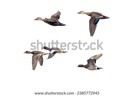 Wigeons and Spot-billed duck in flying isolated on a white background.