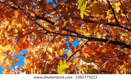 Beautiful fall foliage in California