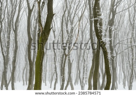 Curves trees in winter foggy forest