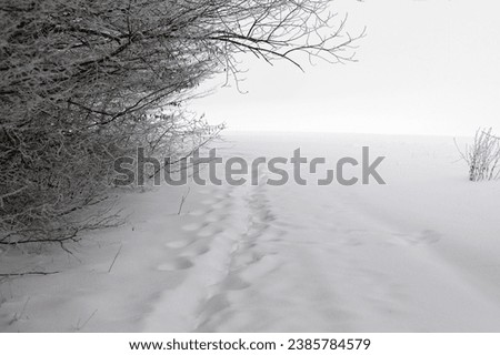 Snow path with traces on Vovchynets mountain