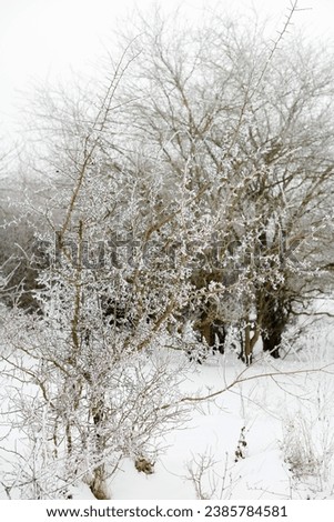 Alone frozen tree winter view