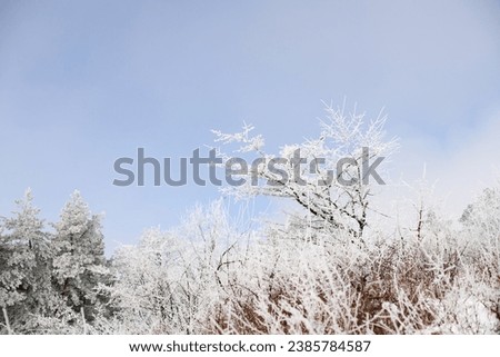 Snowy trees sunny winter day