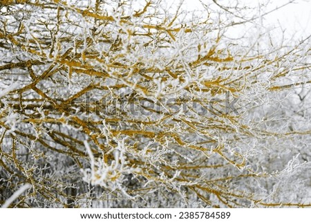 Tree branches with snow great color