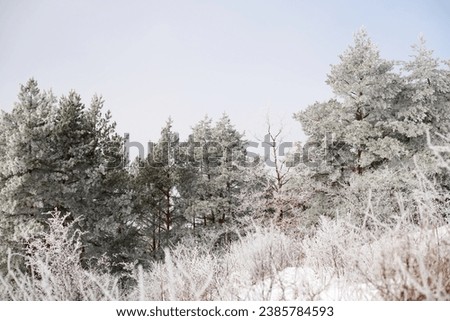 Snowy trees sunny winter day