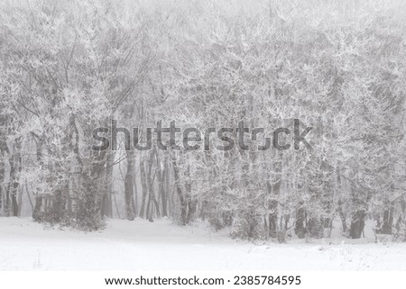 Winter fogy day in forest