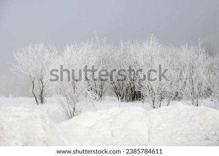 Snowy shrubs nice view on Vovchynets