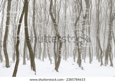 Curves trees in winter foggy forest