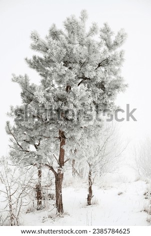 Alone frozen pine winter view
