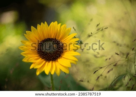 isolated sunflower on an evocative bokeh background Royalty-Free Stock Photo #2385787519