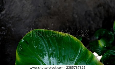 leaves cool background, amazing suitable for product photos and you can request